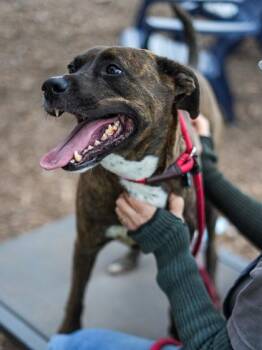 Khoas -  Mixed Breed Dog for Adoption in Chamblee, Georgia - Khoas | PetCurious
