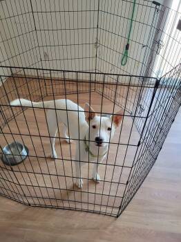 Australian Cattle Dog Blue Heeler Dogs Available for Adoption in Chandler, Arizona - TOBY #10 | PetCurious