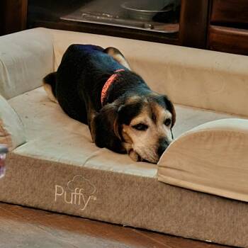 Mixed Breed Dogs Available for Adoption - Jenjen | PetCurious