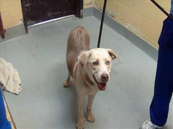 Labrador Retriever and Mixed Breed Dogs Available for Adoption in Tulsa, Oklahoma - JIFFY | PetCurious