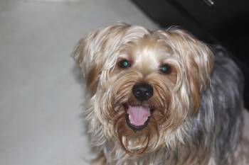 Yorkshire Terrier Dogs Available for Adoption in Alafaya, Florida - Knox | PetCurious