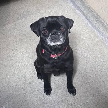 Chato (C000-281)- City Of Industry Location -  Pug Dog for Adoption in Chino Hills, California - Chato (C000-281)- City Of Industry Location | PetCurious