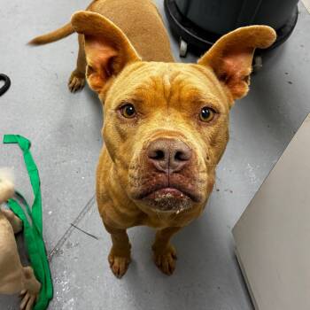 Rescue Mixed Breed Dogs for Adoption in Columbus, Georgia - 11/21/2025-Stray-WarmSpringsRoad-2 | PetCurious