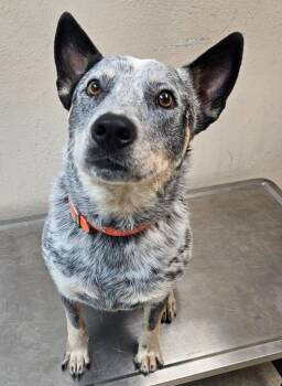 Hank -  Australian Cattle Dog Blue Heeler Dog for Adoption in Mocksville, North Carolina - Hank | PetCurious