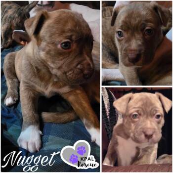 Mixed Breed Dogs Available for Adoption - Nugget | PetCurious