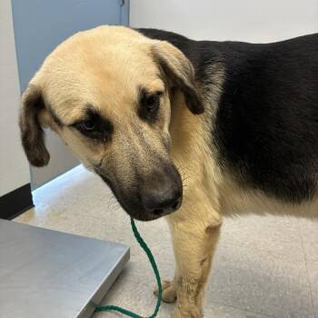 Rescue Shepherd and Great Pyrenees Dogs for Adoption in Bastrop, Texas - Luther 25-10-146 | PetCurious