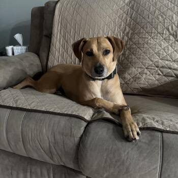 Grace -  Hound and Mixed Breed Dog for Adoption in Abbotsford, British Columbia - Grace | PetCurious