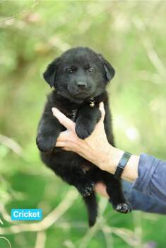 Border Collie Dogs Available for Adoption in Semmes, Alabama - Cricket  | PetCurious