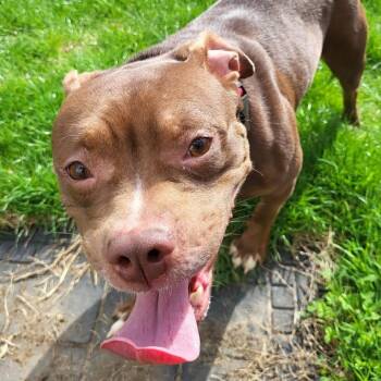 American Bully Dogs Available for Adoption in Schenectady, New York - Babs | PetCurious