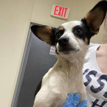 Echo -  Chihuahua and Mixed Breed Dog for Adoption in Palestine, Texas - Echo | PetCurious