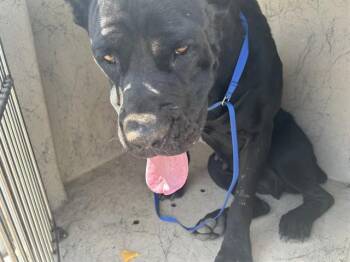 A478908 -  Cane Corso Dog for Adoption in Oklahoma City, Oklahoma - A478908 | PetCurious