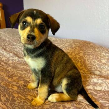 Sierra RW -  Husky and Mixed Breed Dog for Adoption in Austin, Texas - Sierra RW | PetCurious