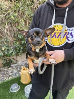 Chihuahua Dogs Available for Adoption in San Jose, California - TAMMY | PetCurious