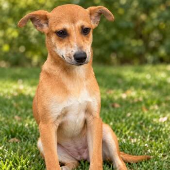 MEGARA -  Mixed Breed Dog for Adoption in Cranston, Rhode Island - MEGARA | PetCurious