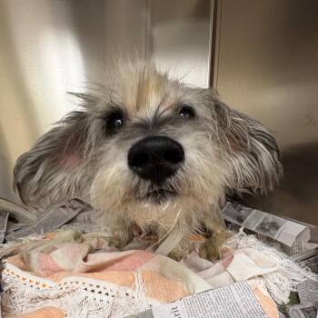 Henry -  Schnauzer Dog for Adoption in Birmingham, Alabama - Henry | PetCurious