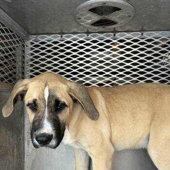 Shepherd Dogs Available for Adoption in Birmingham, Alabama - Dex | PetCurious