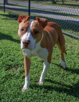 Mona -  Pit Bull Terrier and Mixed Breed Dog for Adoption in Westland, Michigan - Mona | PetCurious