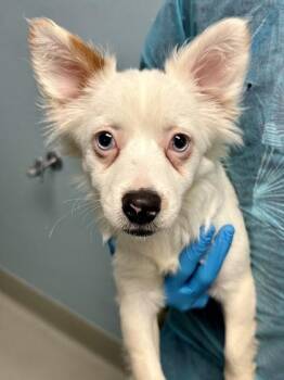 Bo -  Mixed Breed Dog for Adoption in Wichita, Kansas - Bo | PetCurious