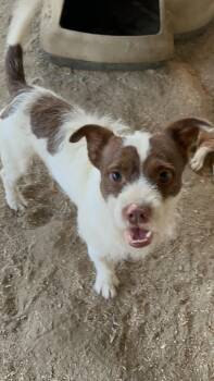 Rescue Jack Russell Terrier and Parson Russell Terrier Dogs for Adoption in Hemet, California - Russell | PetCurious