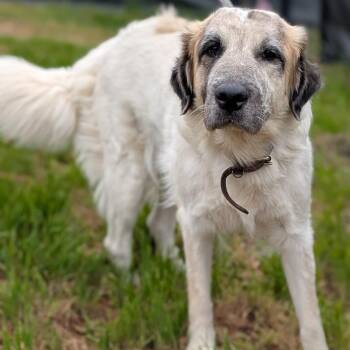 Great Pyrenees and Mixed Breed Dogs Available for Adoption - Scout | PetCurious