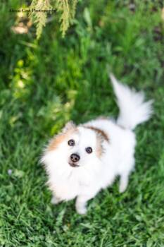 Pomeranian Dogs Available for Adoption in Drumbo, Ontario - Legend | PetCurious