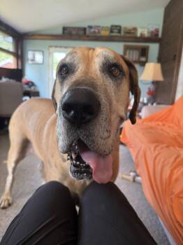 Rescue Great Dane Dogs for Adoption in Perkasie, Pennsylvania - Frederick Lamar | PetCurious