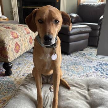Mixed Breed and Labrador Retriever Dogs Available for Adoption in Mississauga, Ontario - Tiana | PetCurious