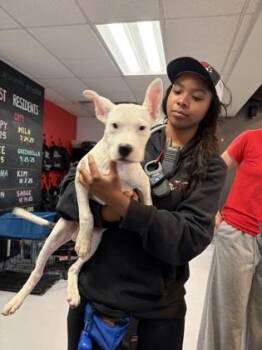 Mixed Breed Dogs Available for Adoption in West Chester, Pennsylvania - Louis | PetCurious