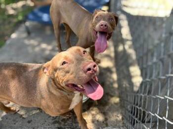 Winona Ryder -  Terrier and Mixed Breed Dog for Adoption in Gainesville, Florida - Winona Ryder | PetCurious