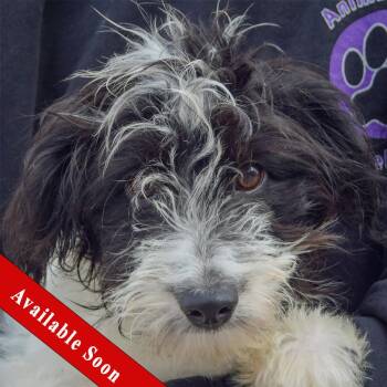 Anna Bella -  Australian Shepherd and Poodle Dog for Adoption in Huntley, Illinois - Anna Bella | PetCurious