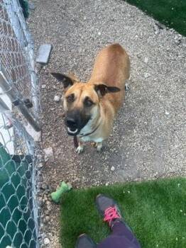Mixed Breed Dogs Available for Adoption in Key West, Florida - Phoebe | PetCurious