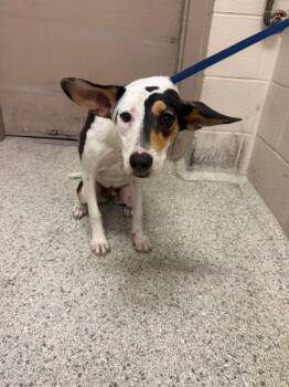 A432088 -  Australian Cattle Dog Blue Heeler and Mixed Breed Dog for Adoption in Conroe, Texas - A432088 | PetCurious