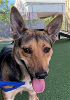 *CAMILLE -  German Shepherd Dog Dog for Adoption in Woodland, California - *CAMILLE | PetCurious
