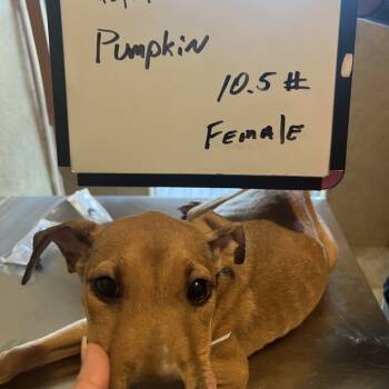 Rescue Mixed Breed Dogs for Adoption in Valley, Alabama - Pumpkin | PetCurious