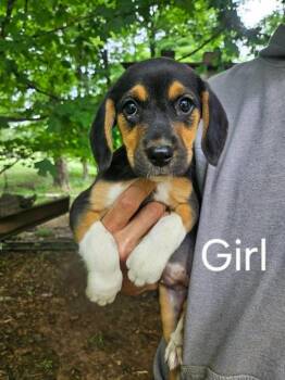 CHICA -  Beagle Dog for Adoption in Newaygo, Michigan - CHICA | PetCurious