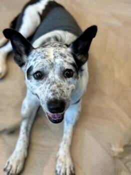 PENNE -  Australian Cattle Dog Blue Heeler Dog for Adoption in San Francisco, California - PENNE | PetCurious