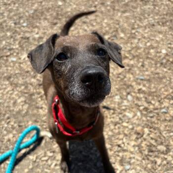 Gertie -  Mixed Breed Dog for Adoption in Wappingers Falls, New York - Gertie | PetCurious
