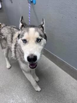 ZELY -  Husky Dog for Adoption in Las Vegas, Nevada - ZELY | PetCurious