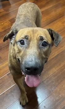 Rescue Hound and Mixed Breed Dogs for Adoption in Cumming, Georgia - Copper 1424-25 | PetCurious