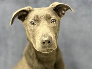 Zora -  Shepherd and Labrador Retriever Dog for Adoption in Portland, Oregon - Zora | PetCurious
