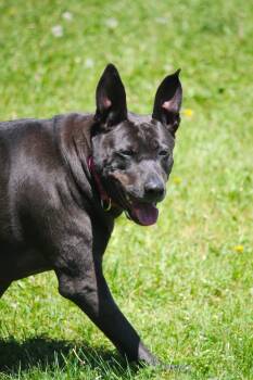 Ivy -  Black Labrador Retriever Dog for Adoption in Hayward, Wisconsin - Ivy | PetCurious