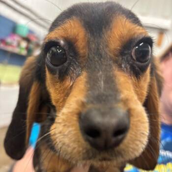 Dann -  Mixed Breed Dog for Adoption in Corbin, Kentucky - Dann | PetCurious