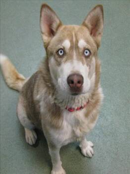 Siberian Husky Dogs Available for Adoption - LANA | PetCurious