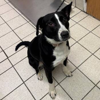 Mixed Breed Dogs Available for Adoption in Charleston, West Virginia - Elephant AKA Maggie | PetCurious