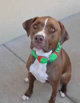 Rowena (In Foster) -  Labrador Retriever Dog for Adoption in Mckinney, Texas - Rowena (In Foster) | PetCurious