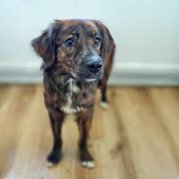 Aurora -  Dutch Shepherd and Border Collie Dog for Adoption in Chapel Hill, North Carolina - Aurora | PetCurious