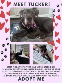TUCKER -  Mixed Breed Dog for Adoption in Dallas, Texas - TUCKER | PetCurious