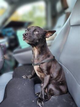Chihuahua Dogs Available for Adoption in San Antonio, Texas - OZZY | PetCurious