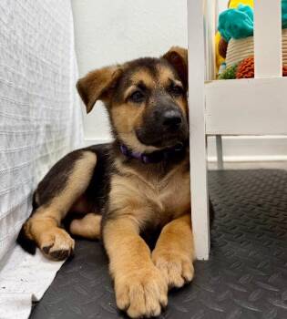 Zoie Wigglebutt -  German Shepherd Dog and Labrador Retriever Dog for Adoption in Friendswood, Texas - Zoie Wigglebutt | PetCurious