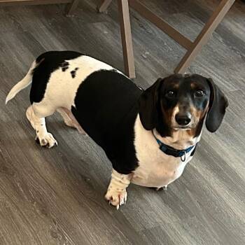 Squirt -  Dachshund Dog for Adoption in Rochester, New York - Squirt | PetCurious